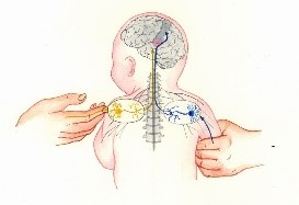 Image of two hands touching a child's skin, with graphic of the child's brain, spinal column and nerves